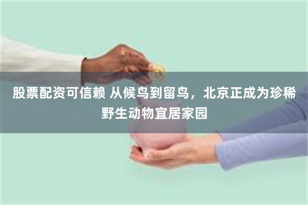 股票配资可信赖 从候鸟到留鸟,北京正成为珍稀野生动物宜居家园
