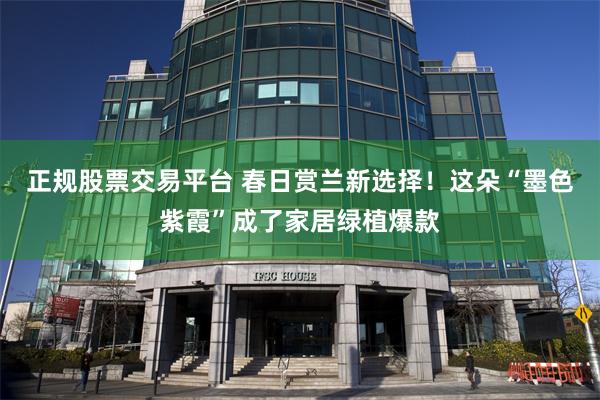 正规股票交易平台 春日赏兰新选择！这朵“墨色紫霞”成了家居绿植爆款